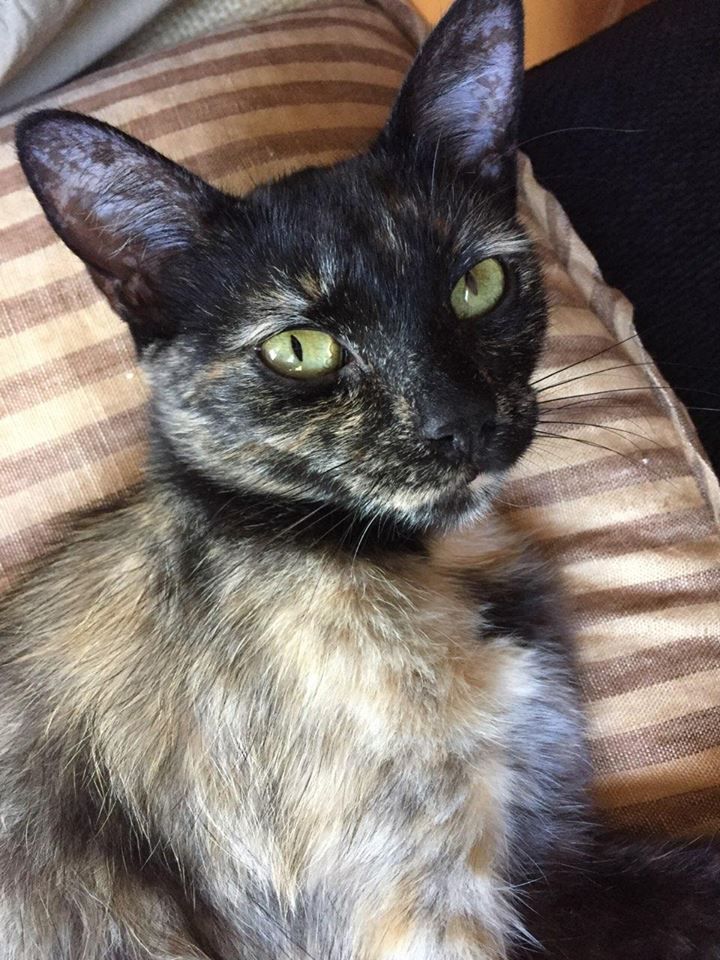 Pet of the Week: Cami